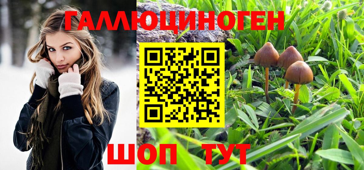 Псилоцибиновые грибы Psilocybe Ирбит